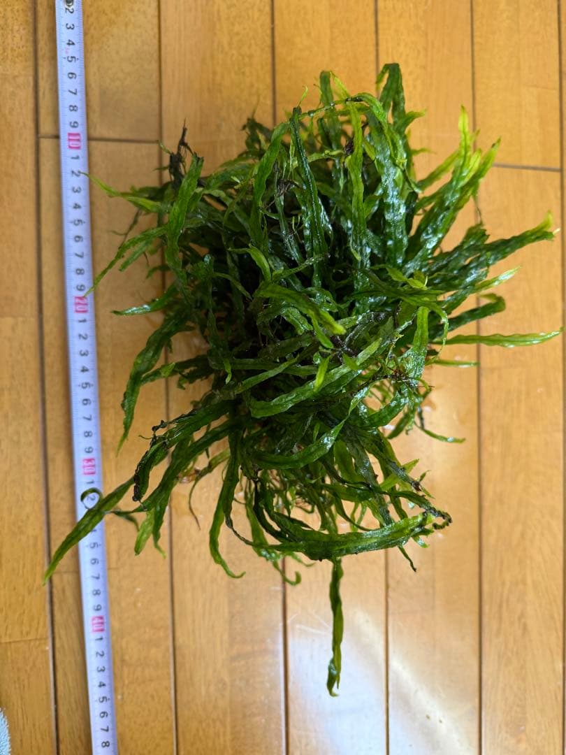 【本日限定】ミクロソリウム　本ナローリーフ　大株（流木付き）