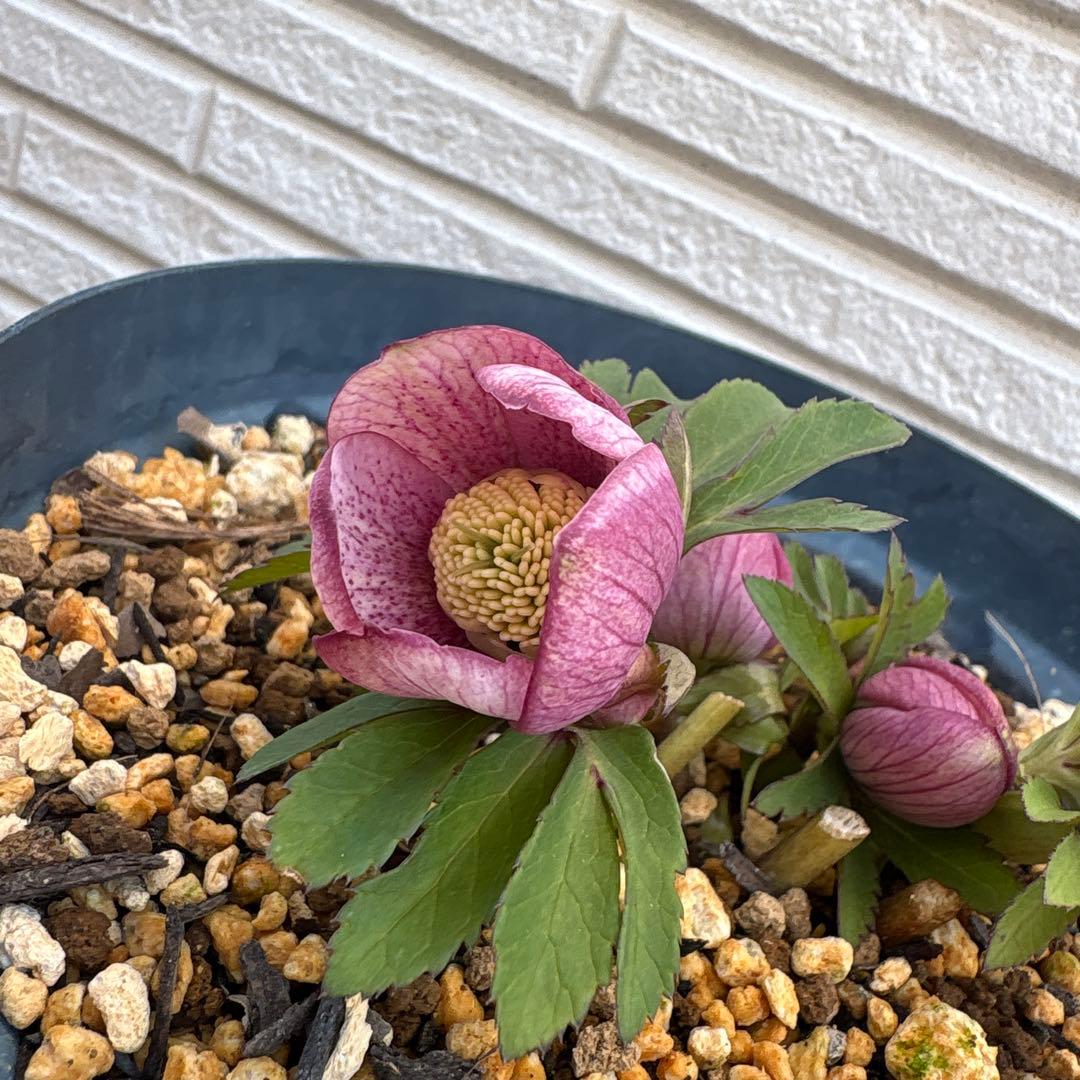 な*ず様 クリスマスローズ　花芽あり