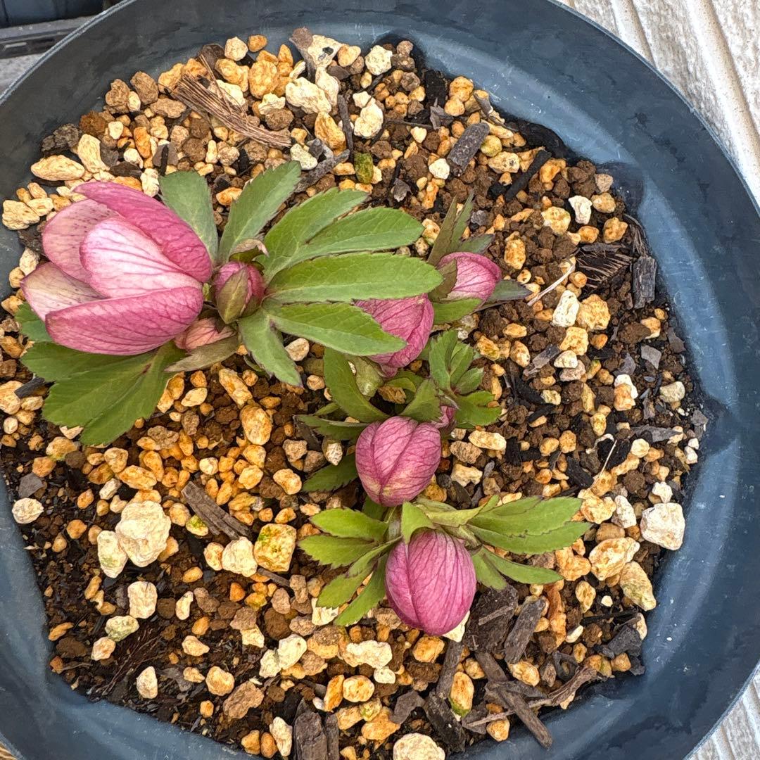 な*ず様 クリスマスローズ　花芽あり