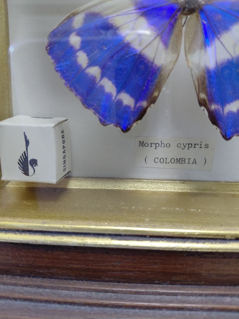 キプリスモルフォ蝶　コロンビア　壁掛け