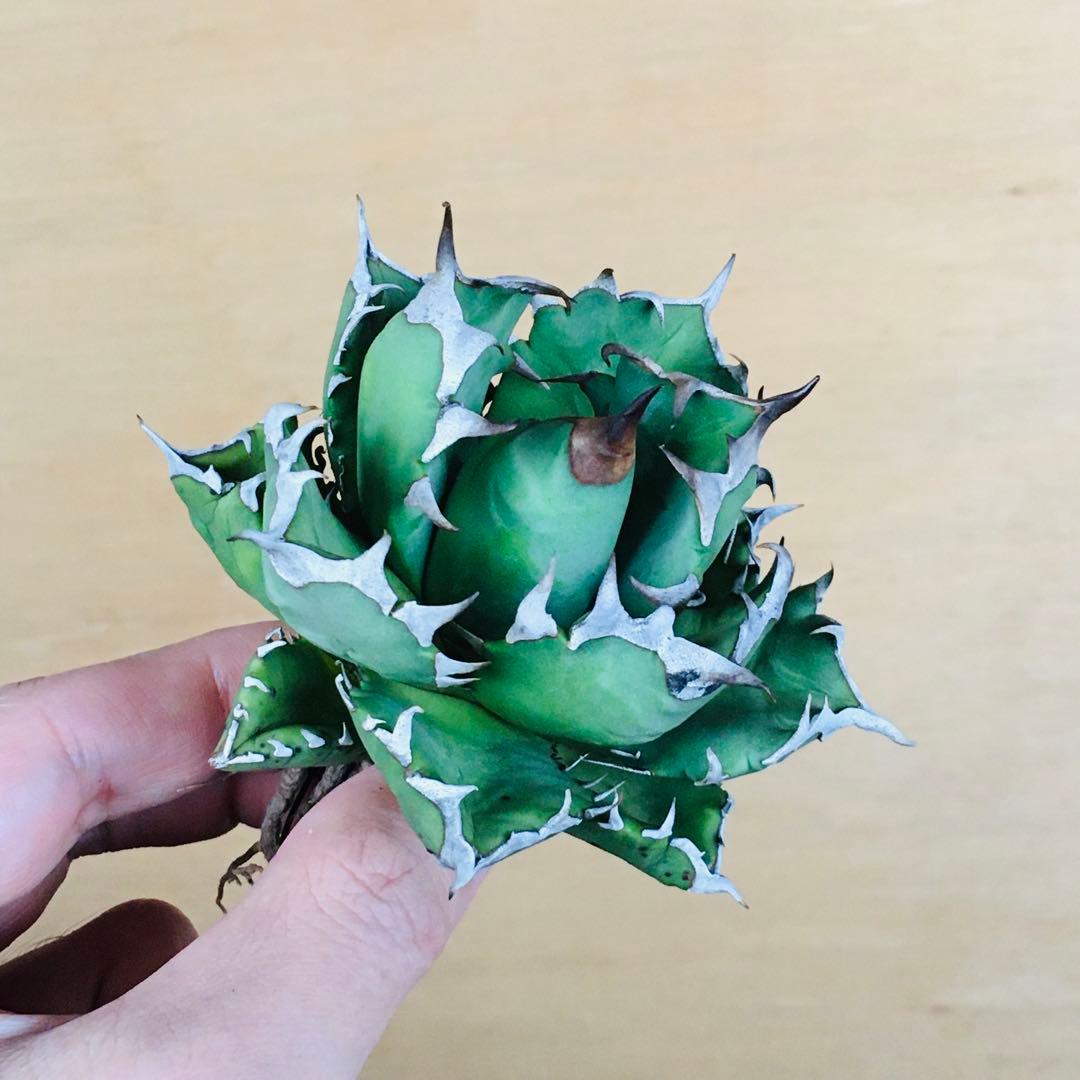 m*☆様 【現地球TC】3 オアハカ オテロイ ドワーフコンパクト TC アガベ