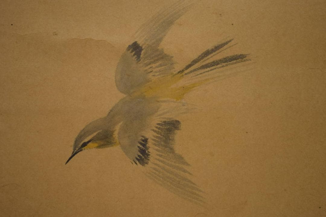 真作/今井景樹/蕗/小禽図/フキ/布袋屋掛軸HI-903