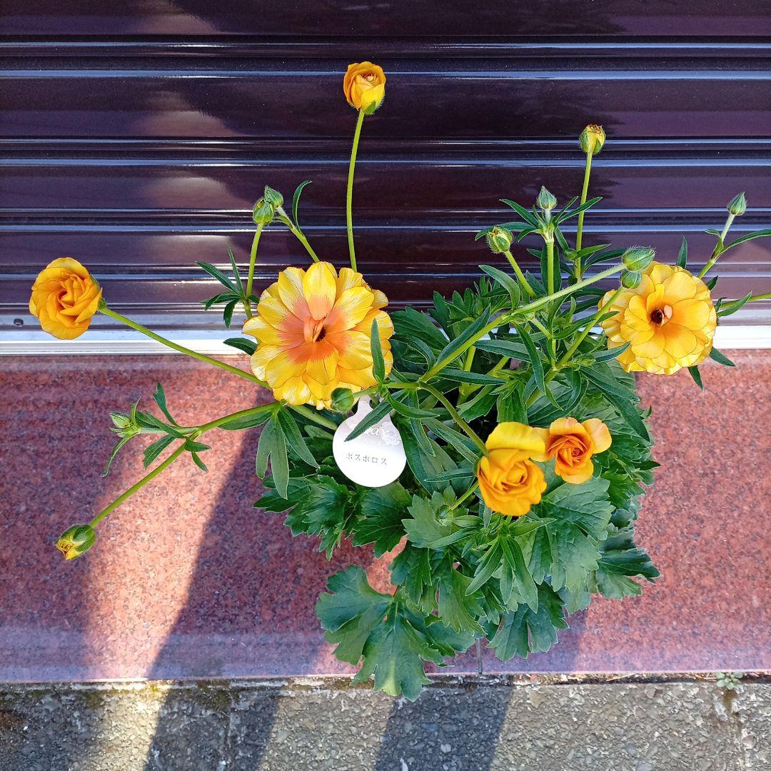 希少品種ラナンキュラスラックス ポスポロス 鉢花5号　60ｃｍ　現物発送