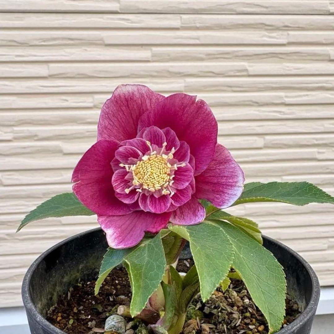 広瀬園芸　クリスマスローズ