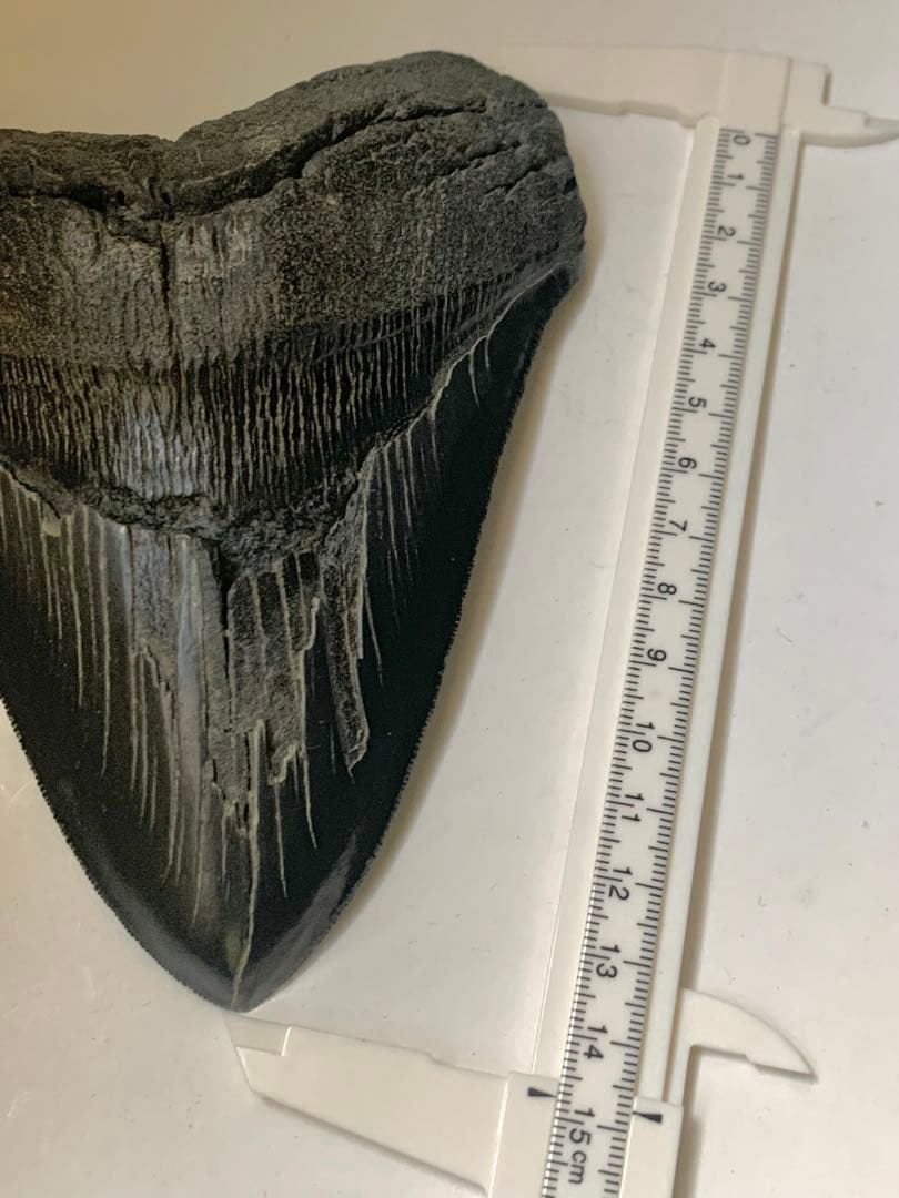 最大級　メガロドン　化石　サメの歯　463g　隕石　恐竜　爪　牙　三葉虫　骨
