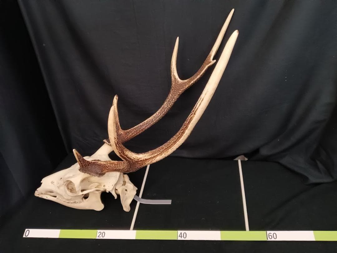 【角付き骨格標本】種名　ニホンジカ　♂　58Kg