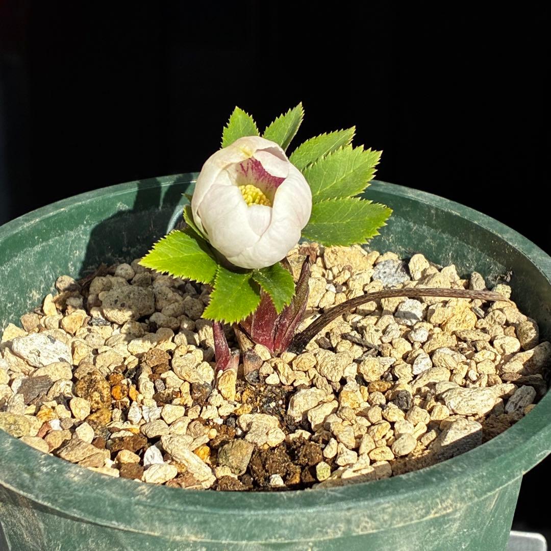 ガ*ル様 3499❤️超希少❤️コロコロ❤️小輪❤️☘️蕾花、タグ付き☘️⭐️ヨ