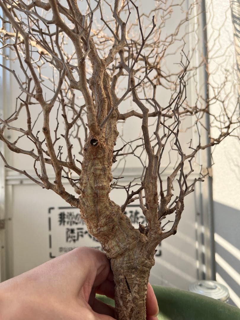 早い者勝ち 超極太 実生 パキプス オペルクリカリアパキプス