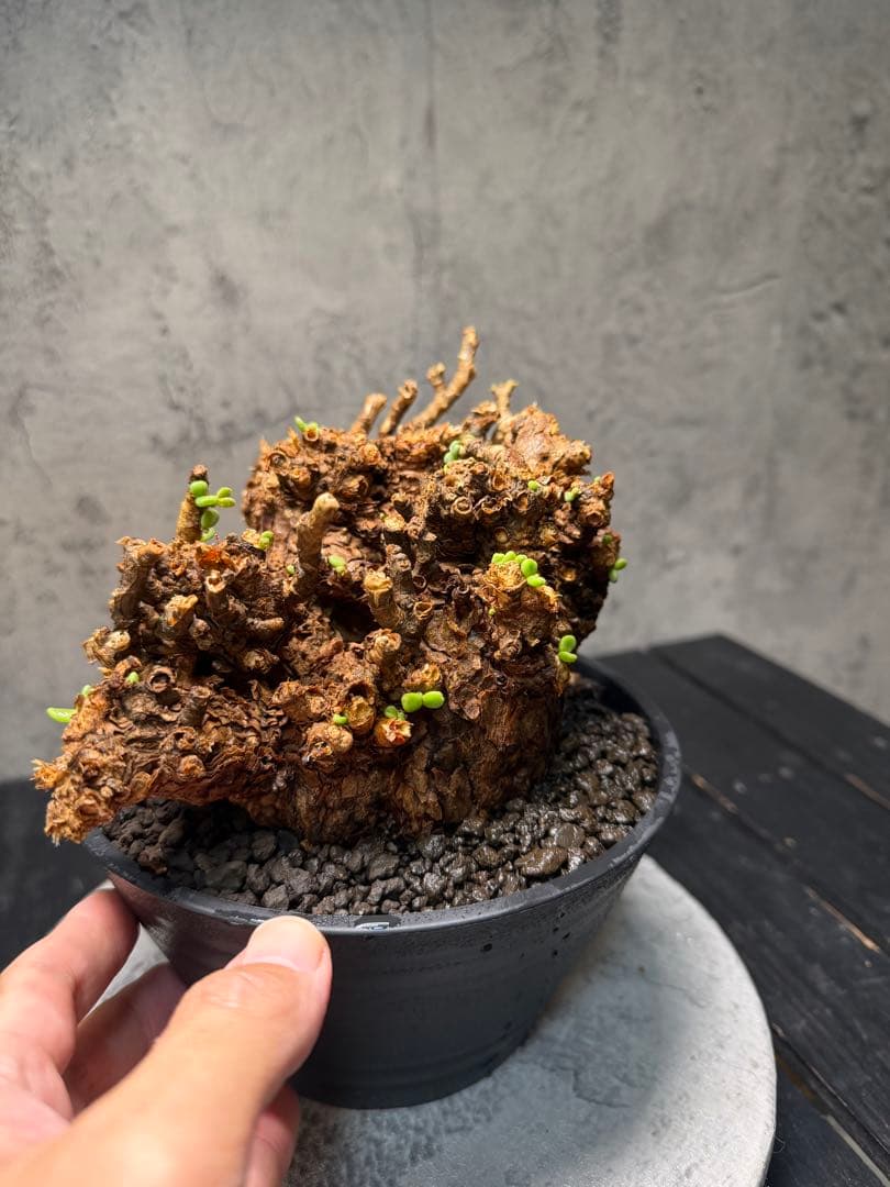 【特大株】ケラリア ピグマエア　発根確認済