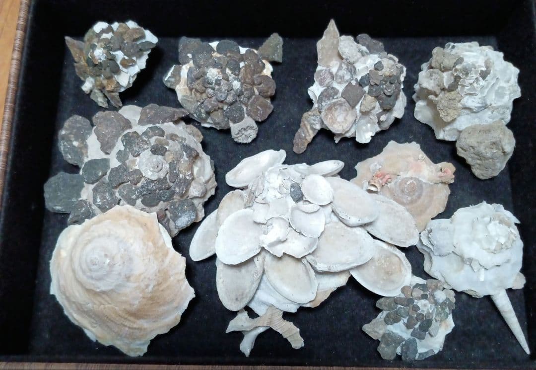 貝殻標本　クマサカガイ10点セット