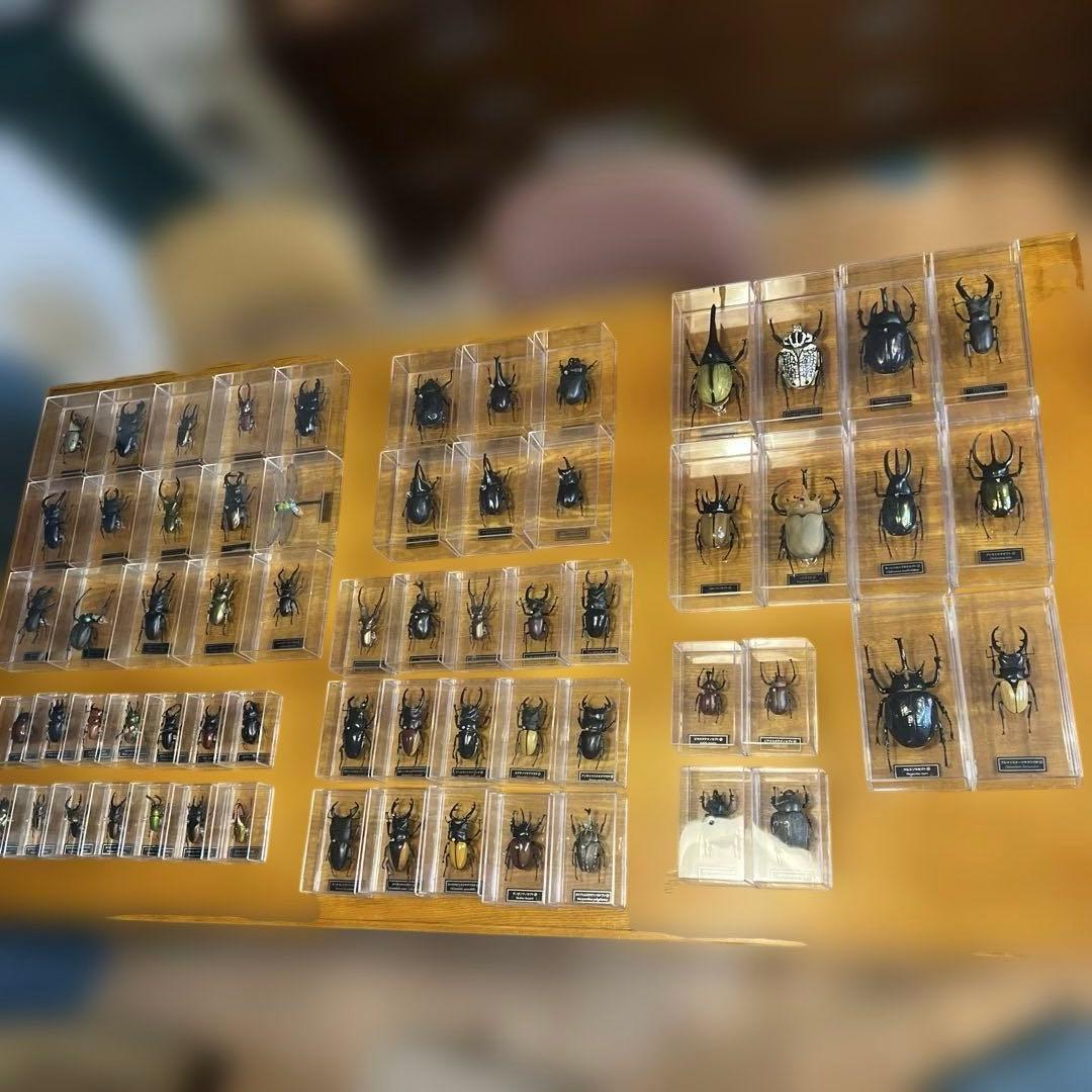 ディアゴスティーニ　世界の昆虫　全64種　コンプリート　クワガタ　カブトムシ