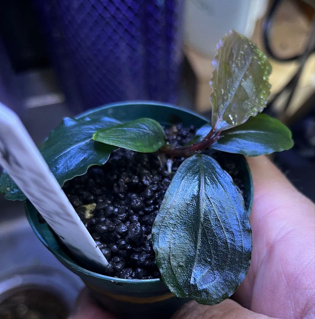 ブセファランドラ sp.ロイヤルラウンドメタリック 水上葉1株