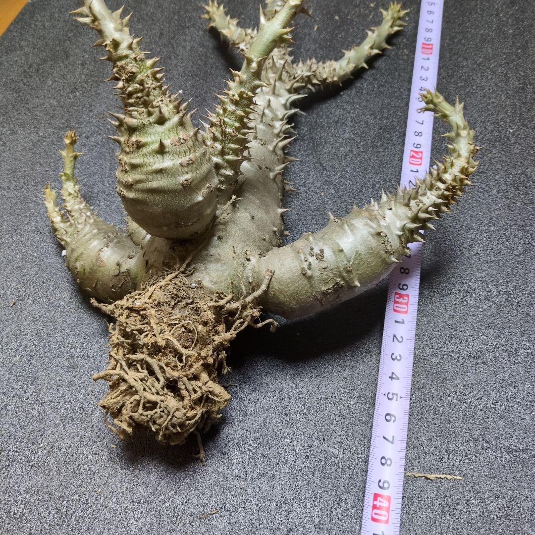 H*O様 パキポディウム ウィンゾリー 国内実生　サボテン 多肉植物 塊根 コー
