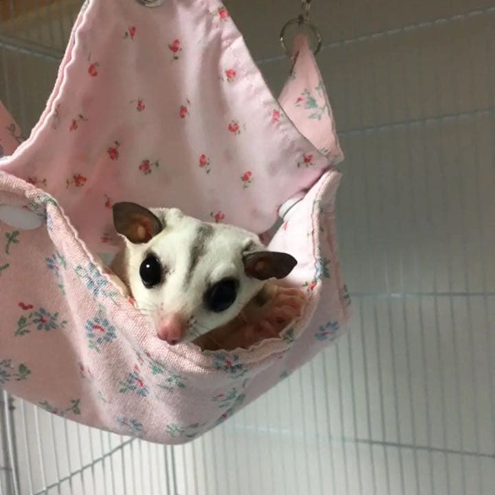 モモンガハウス（ベアー柄・ネル）   秋（冬）仕様  1900円