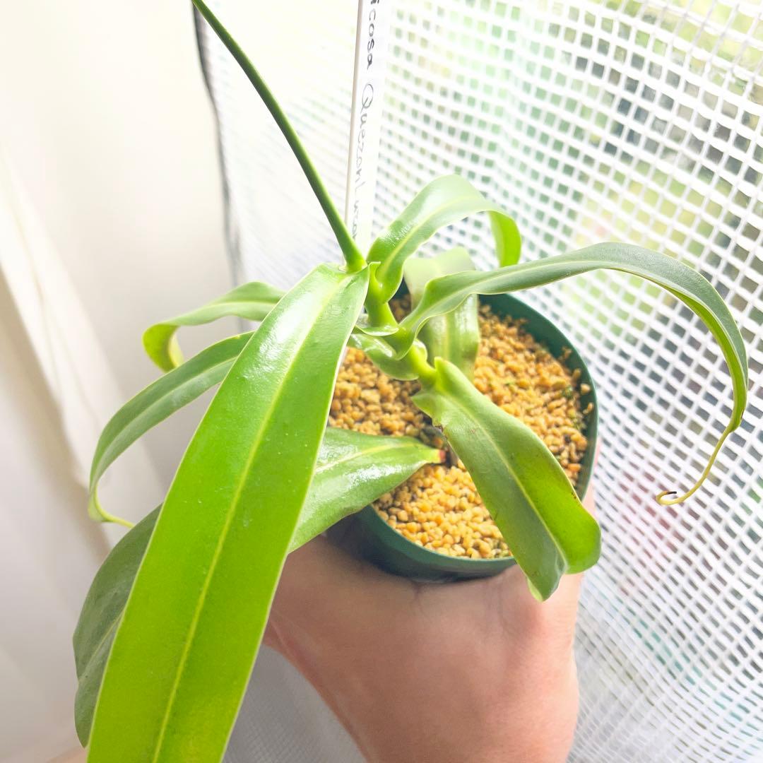 その他観葉植物 ventricosa Quezon luzon