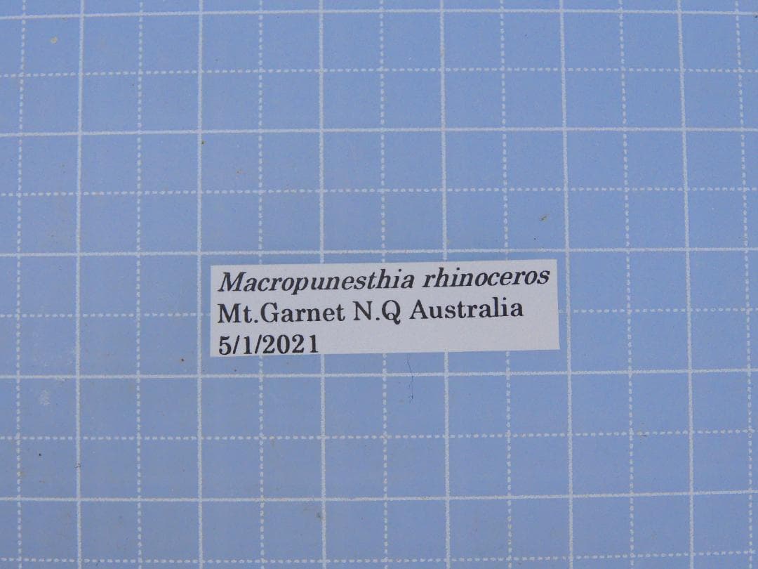 標本 Australia Macropanesthia rhinoceros 69mm