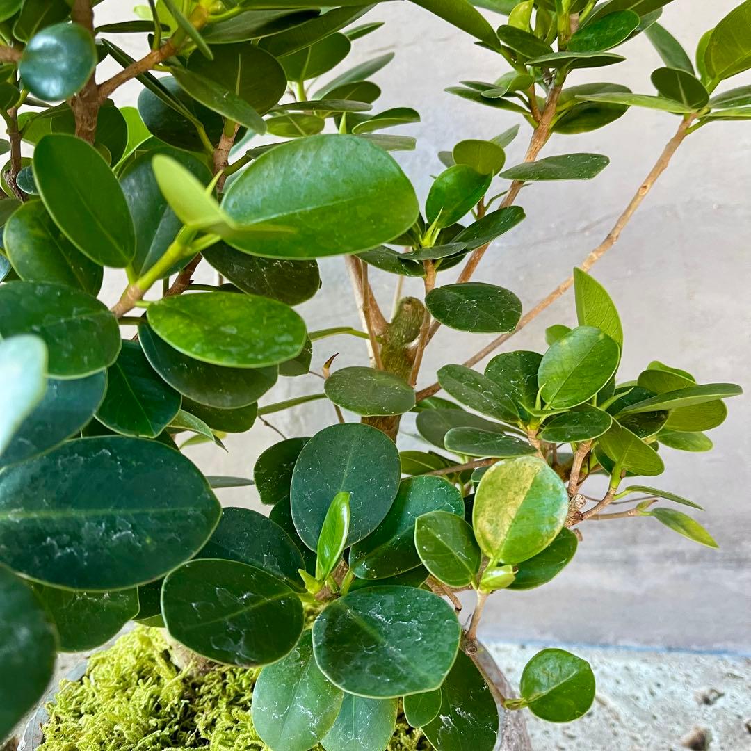 パンダガジュマル　天然苔　盆栽仕立て　陶器鉢　植え込み発送