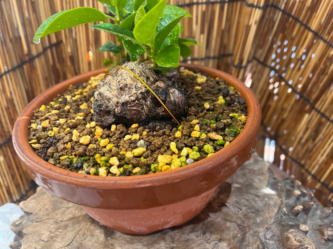 ✨✨✨superガジュマル【ジブリの世界】検/ガジュマル♪良品セール♪