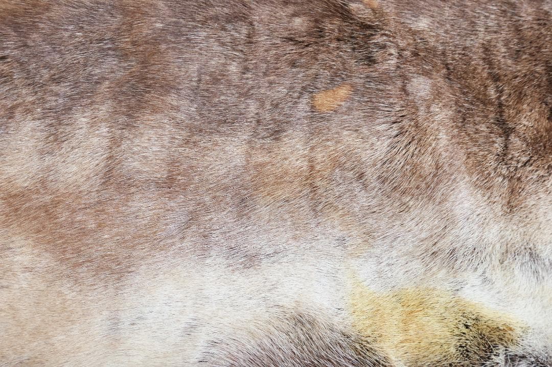 トナカイ　毛皮　フィンランド産　ラグ　敷物　キャンプ　ブッシュクラフト