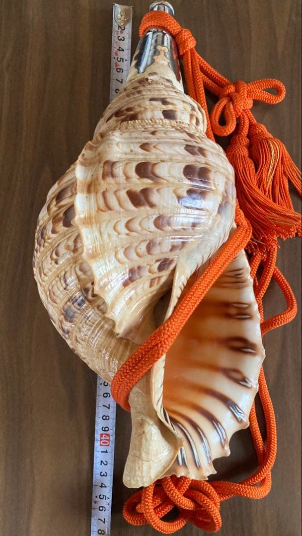 法螺貝 大型40cm 以上　吹き口付き 網袋・房付き 修験道 山伏