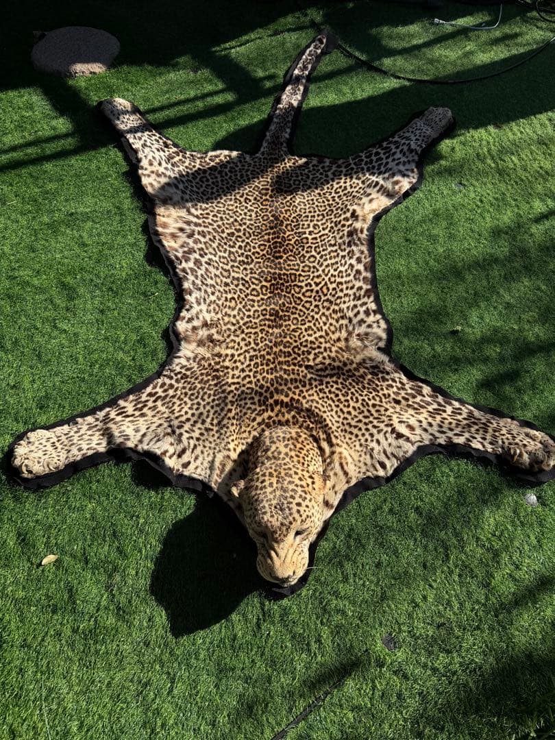 ヒョウの剥製 大型