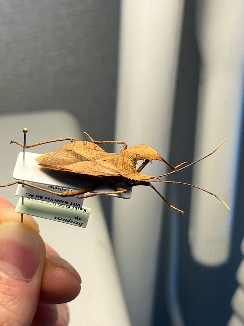 【極美展足】オウサマヘリカメムシに酷似のカメムシ サシガメ甲虫昆虫標本ハムシ