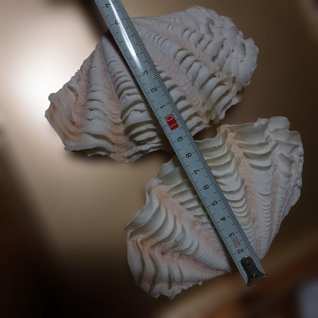 貴重♡♡天然貝殻型装飾品