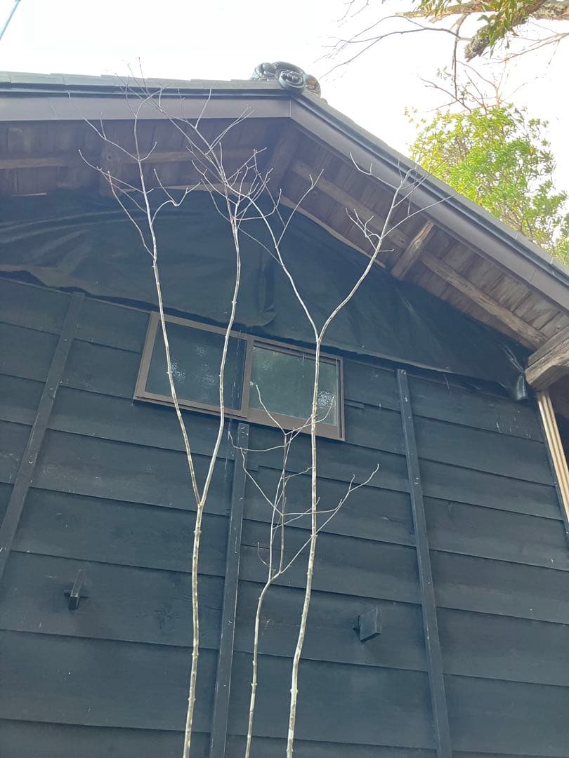 83 山採り　アオダモ