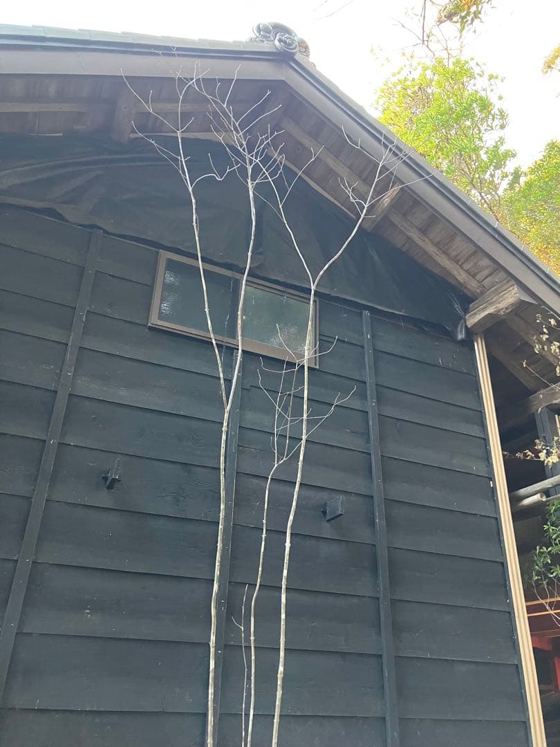 83 山採り　アオダモ