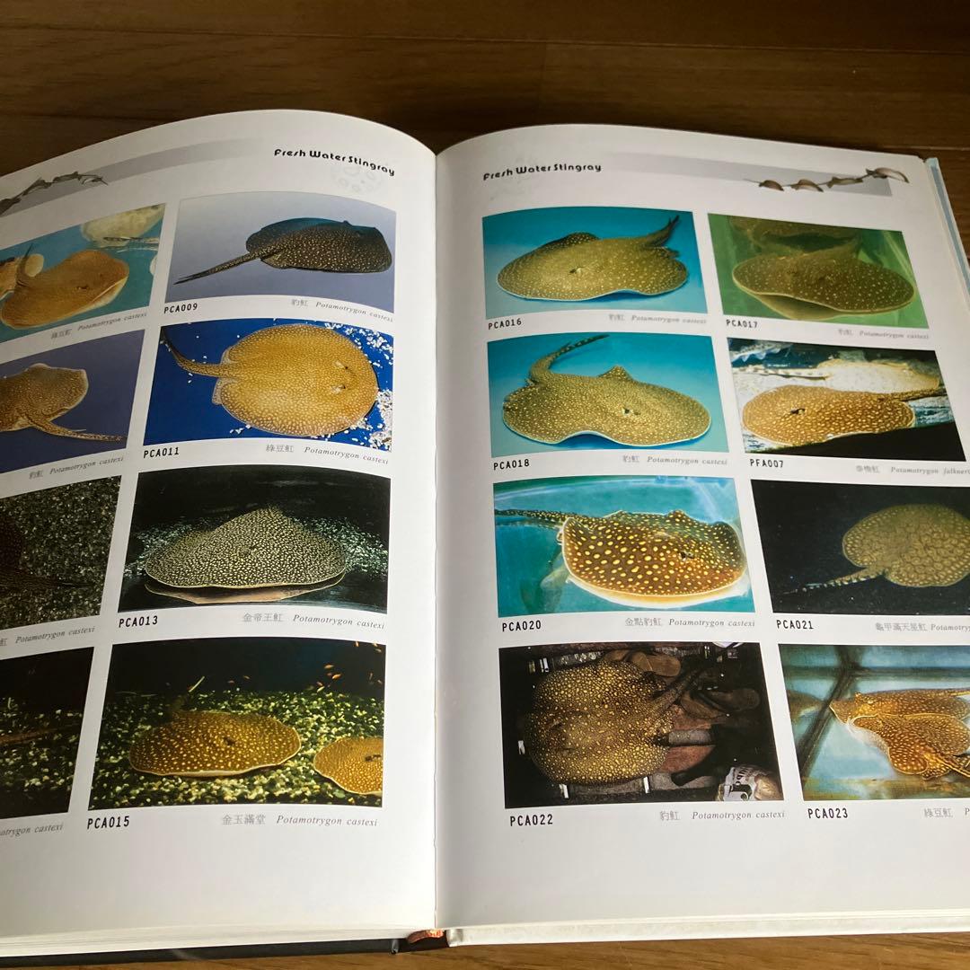 ARRAIA 淡水エイの本