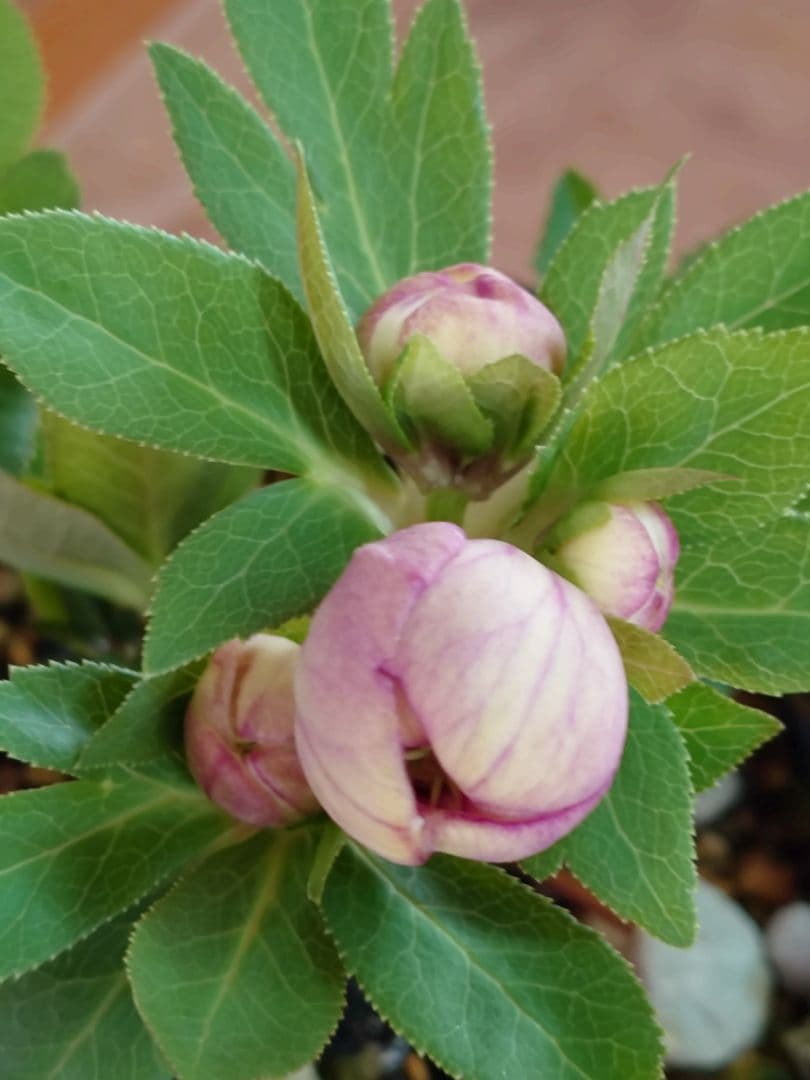 n*3様 クリスマスローズ