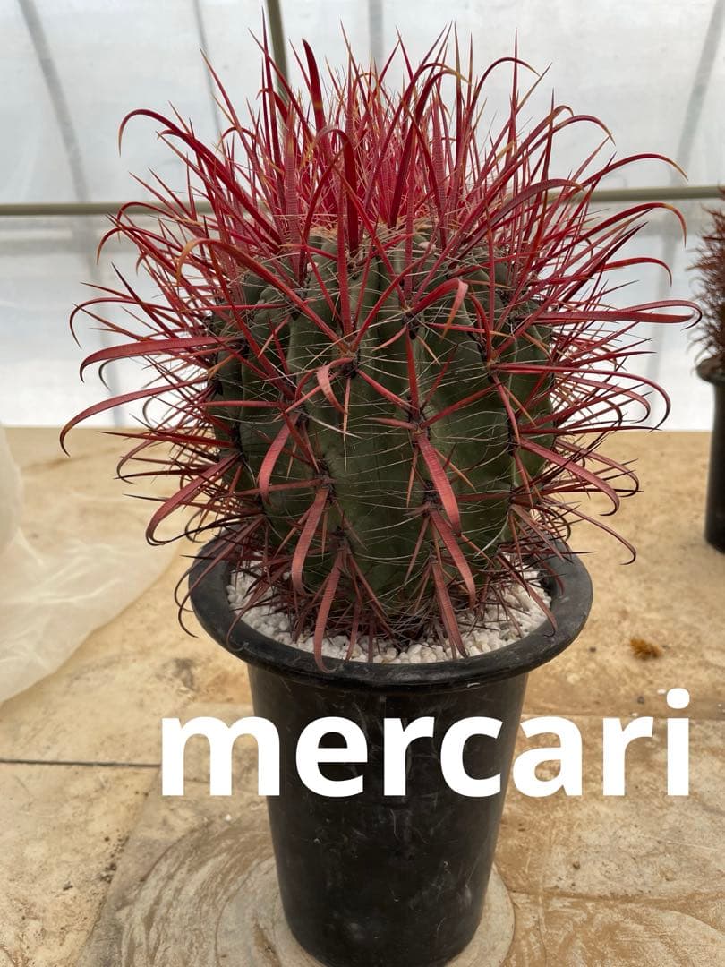 HamuHamu サボテン フェロカクタス 刈穂玉sp