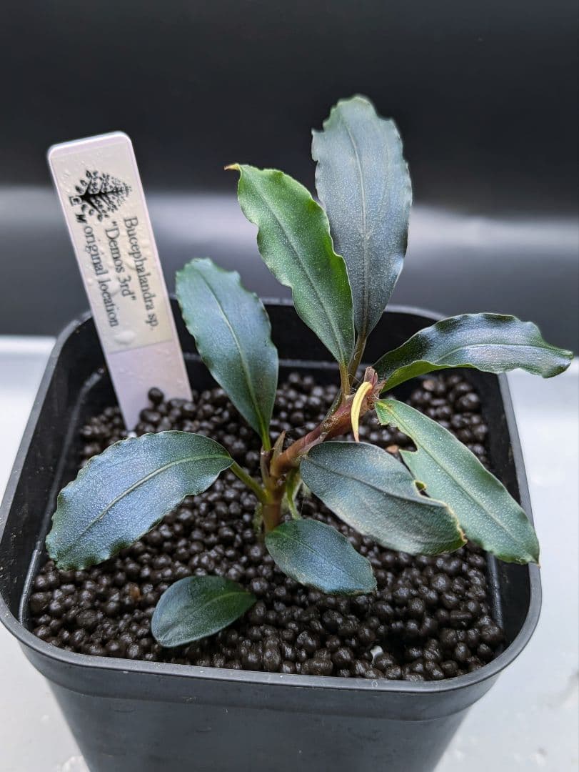 ブセファランドラsp.Demos 3rd　水上株