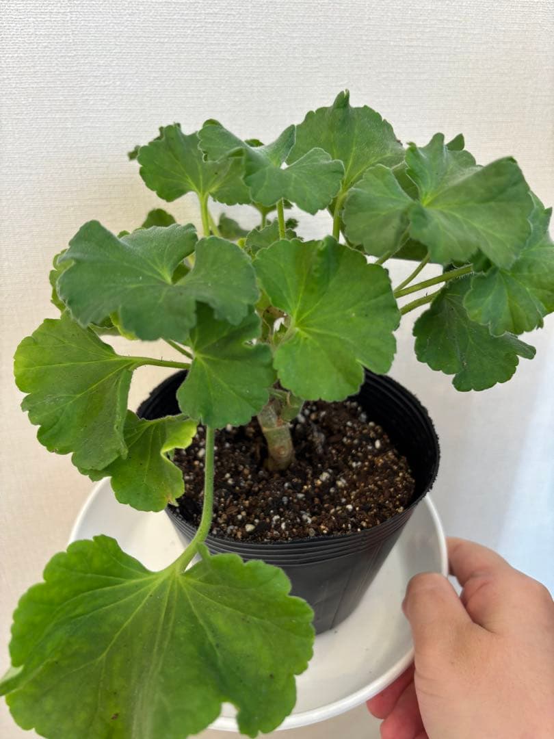 日本初海外品種ゼラニウム　希少品種ゼラニウム