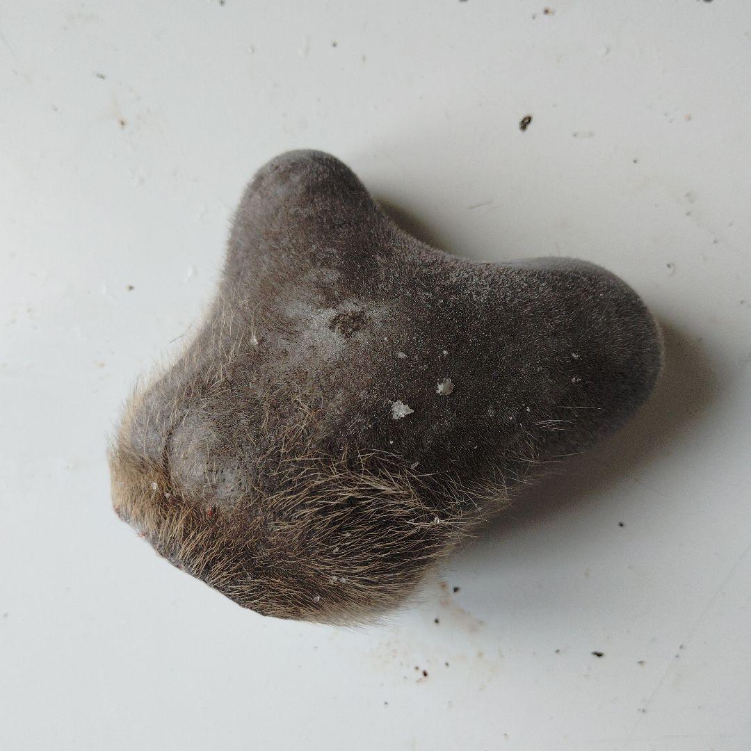 鹿の袋角（鹿茸）犬のおもちゃ