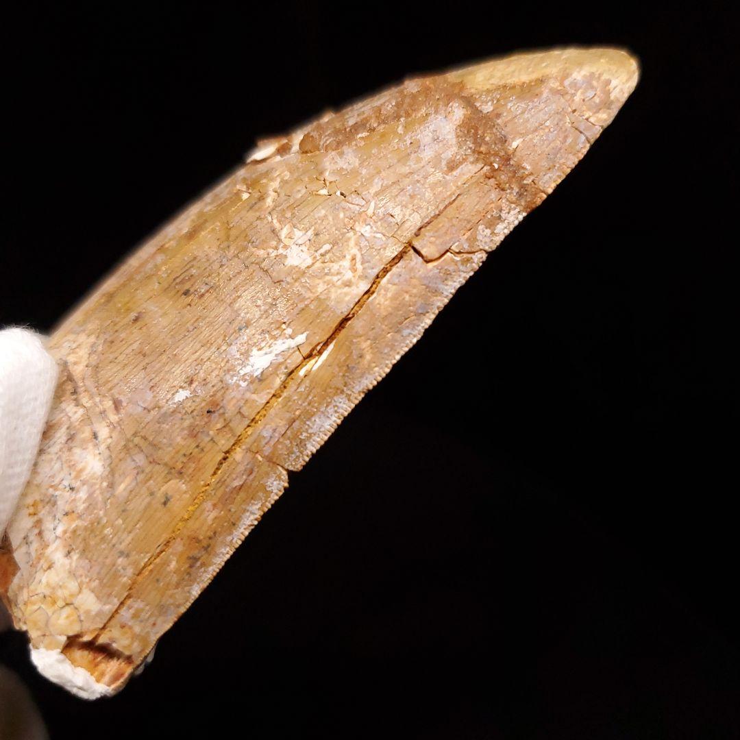 カルカロドントサウルス 歯 化石 本物 モロッコ産 74.06mm fr91