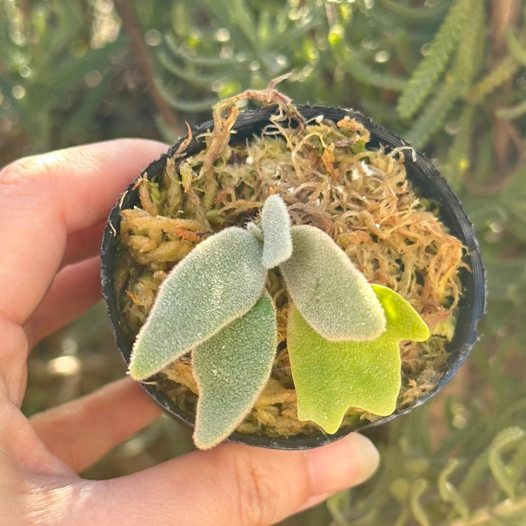 速達！P.willinckii Frosty Maiden Spore 03