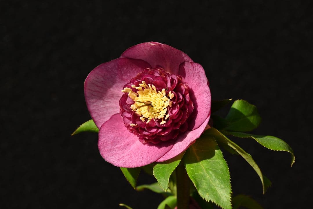 クリスマスローズ　認定レッドモーリー　加藤農園