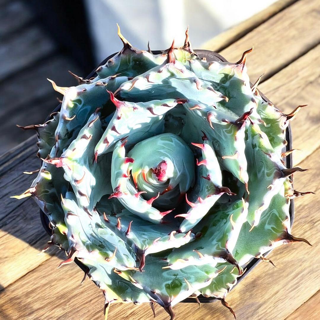 さ*良様 アガベ　イシスメンシス　ハイブリッド　大株