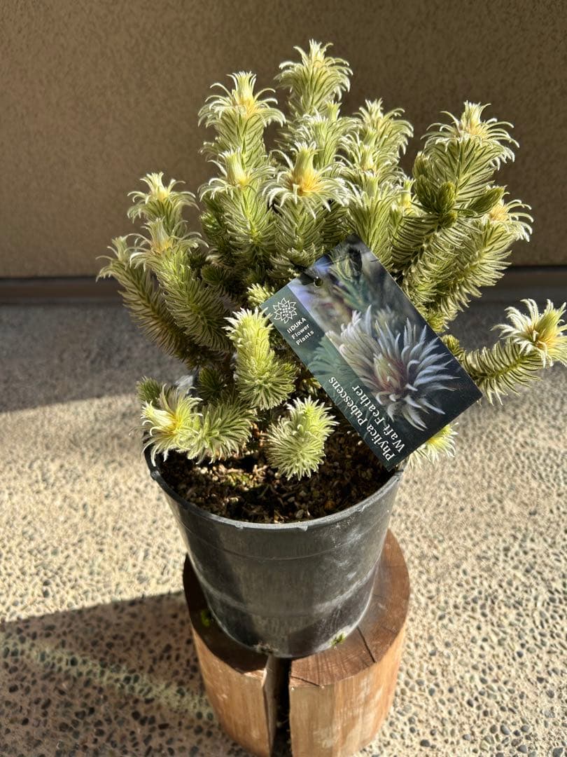 フィリカプベッセンスワフトフェザー7号②