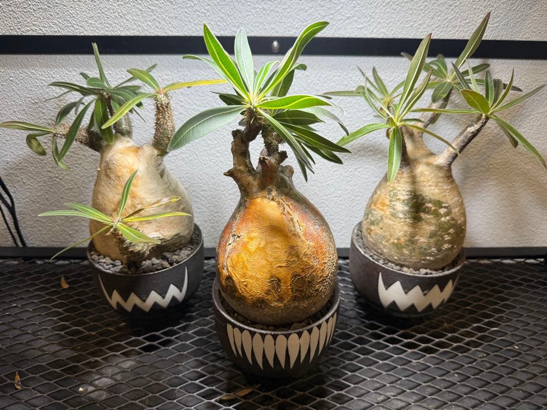 塊根植物 パキポディウム・グラキリス　VALIEM 鉢セット　バリエム