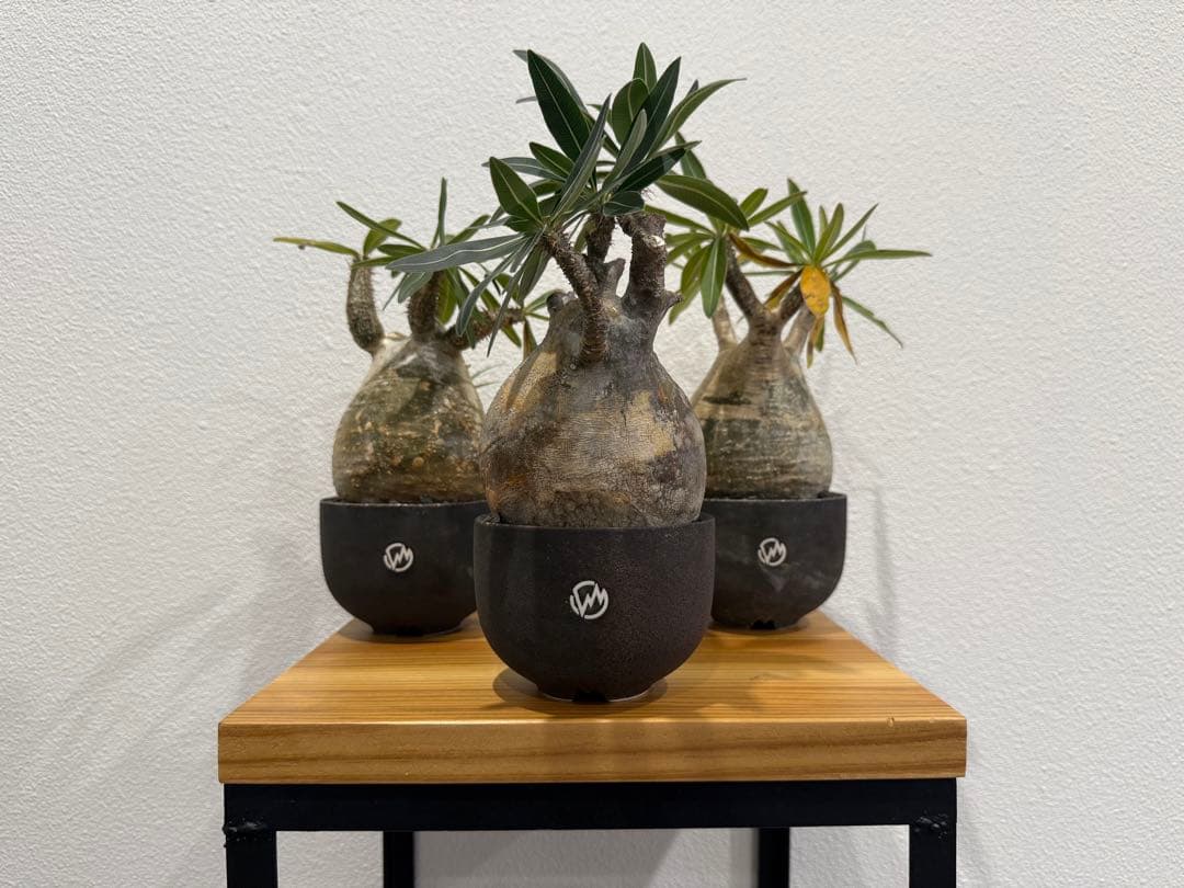 塊根植物 パキポディウム・グラキリス　VALIEM 鉢セット　バリエム