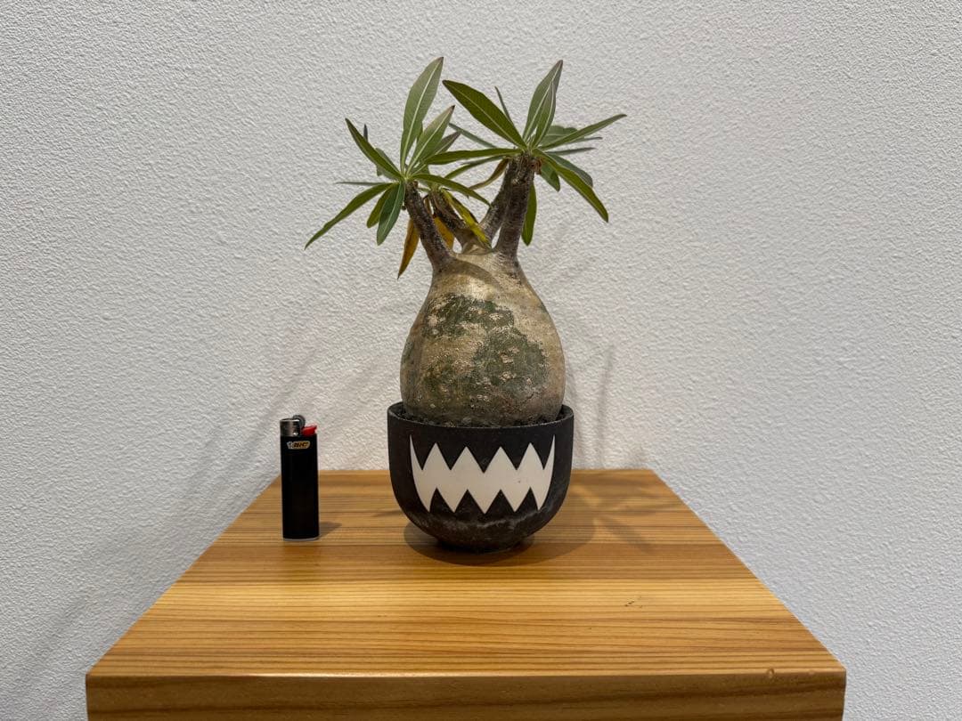 塊根植物 パキポディウム・グラキリス　VALIEM 鉢セット　バリエム