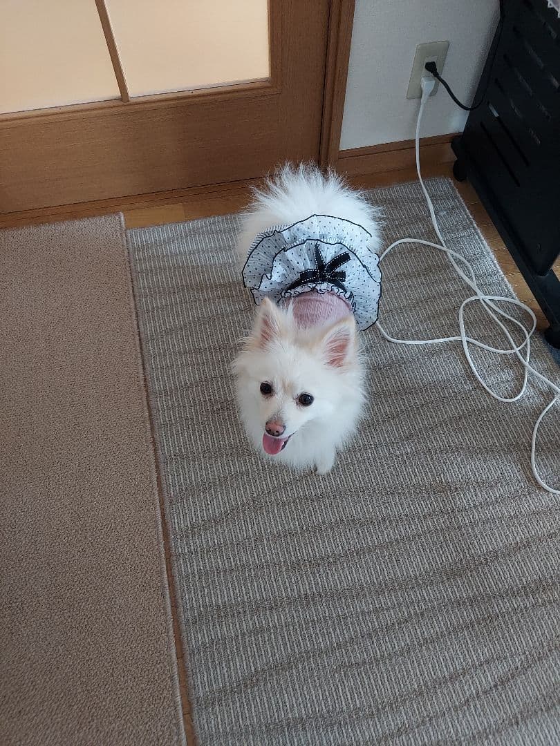 うちの子オーダー　ほぼ原寸大ポメラニアン