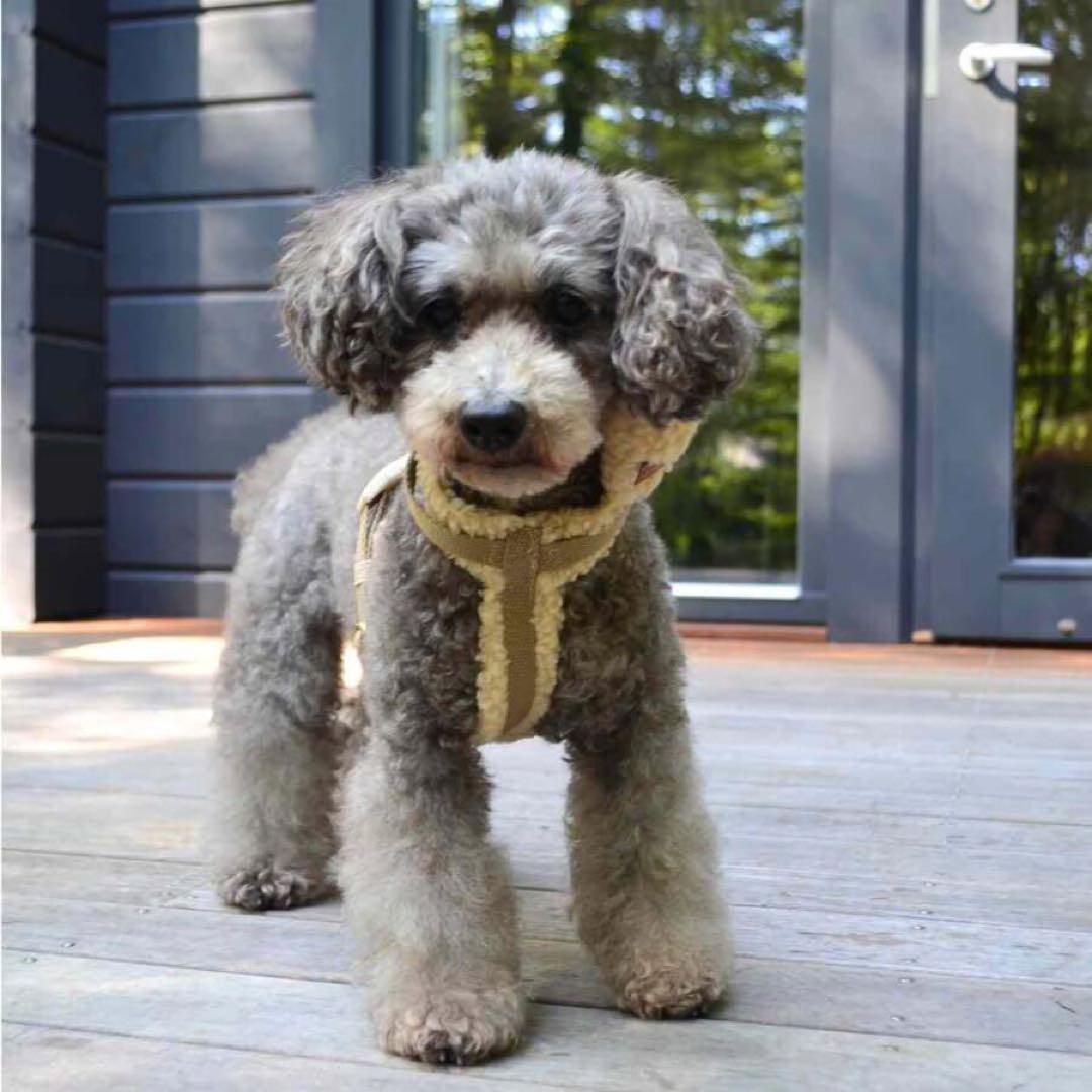DREW's テディー ハーネス グレージュ S おしゃれ 犬 ペット 散歩