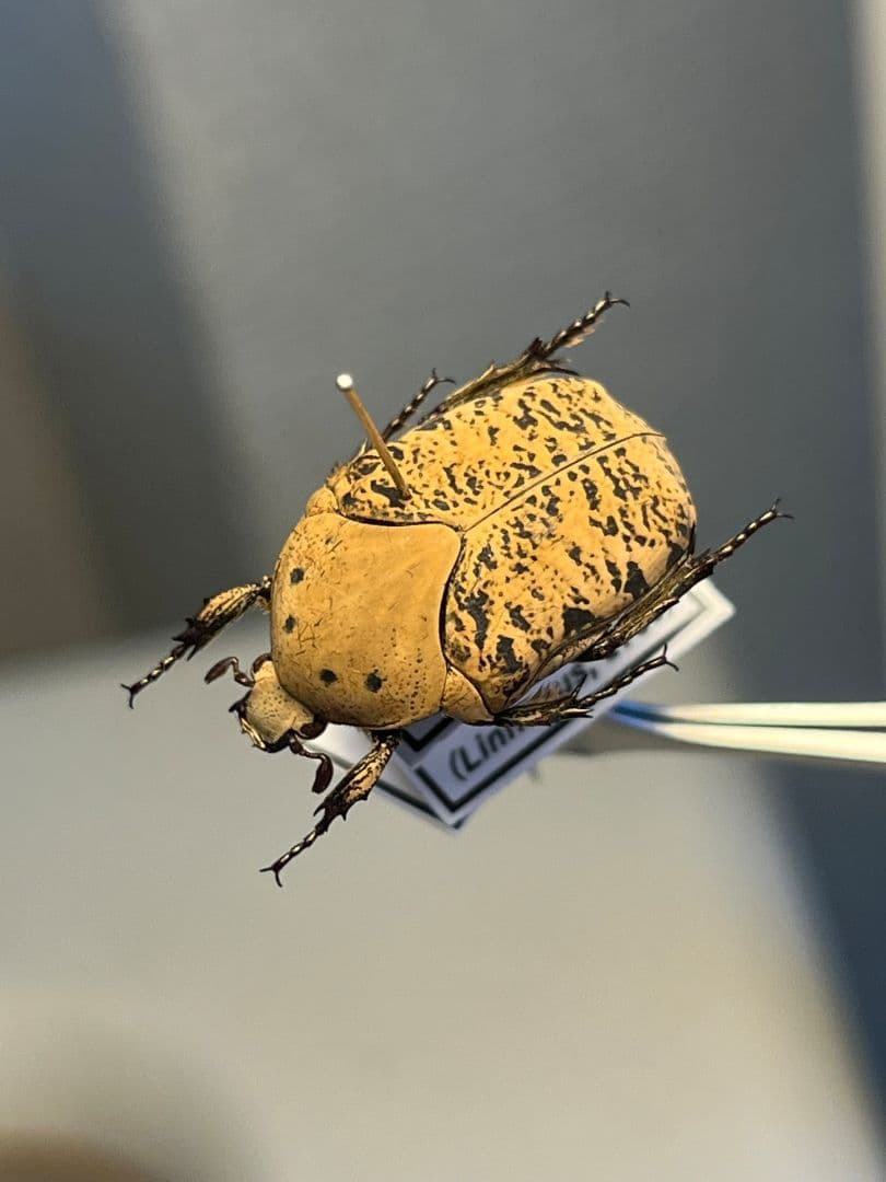 【21mm】ウスイロアヤヒシムネハナムグリ 標本カナブン プラチナコガネタマムシ