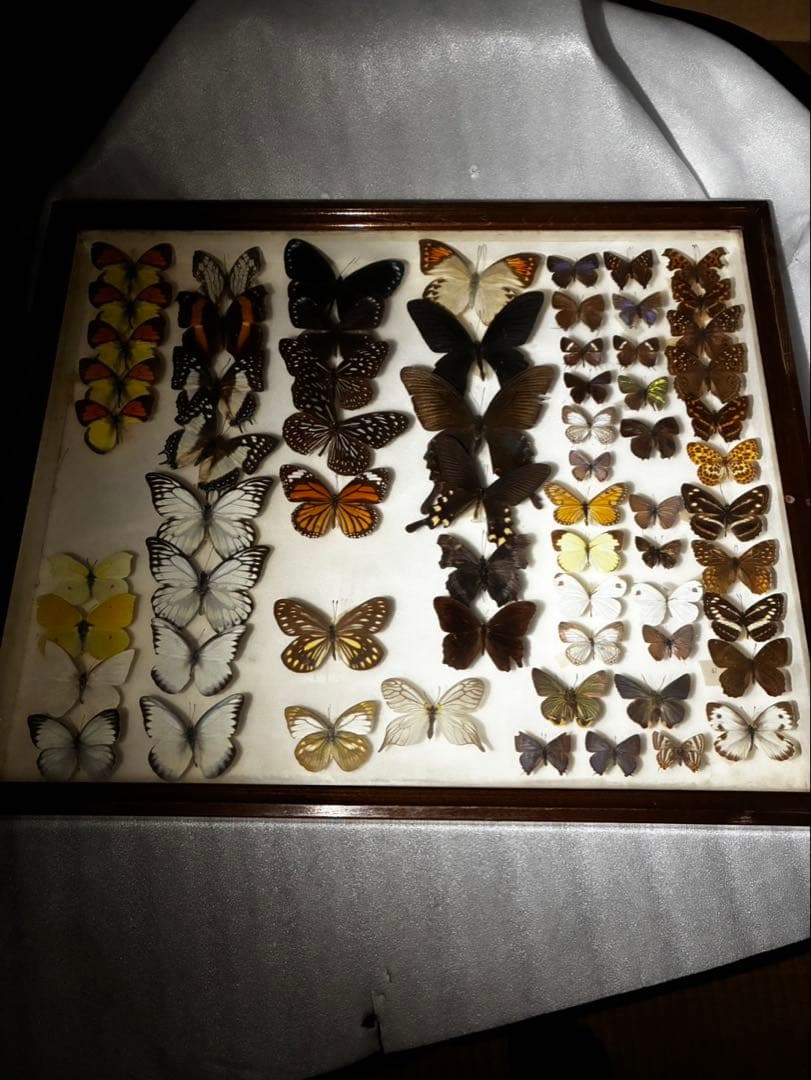 ま*る様 蝶　昆虫　カブトムシ　クワガタなどの標本　３つセット