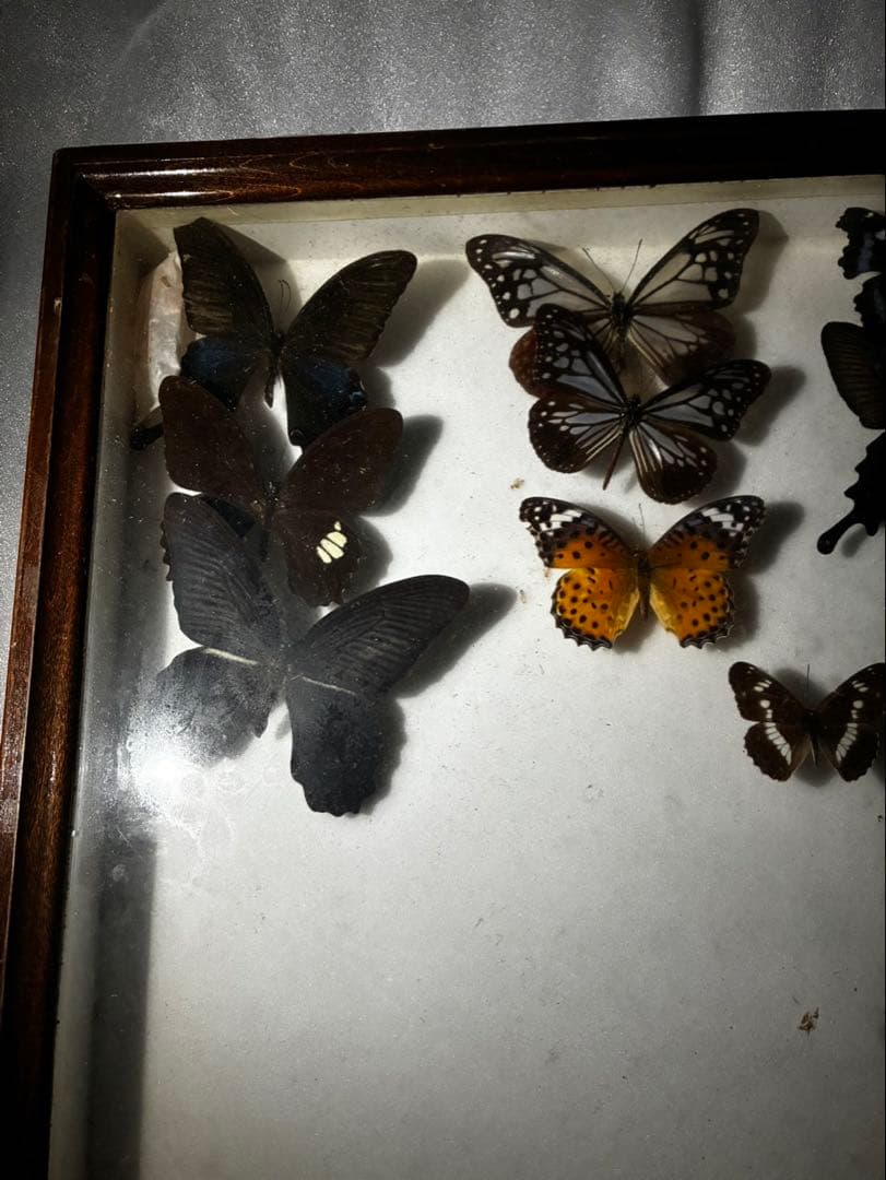 ま*る様 蝶　昆虫　カブトムシ　クワガタなどの標本　３つセット