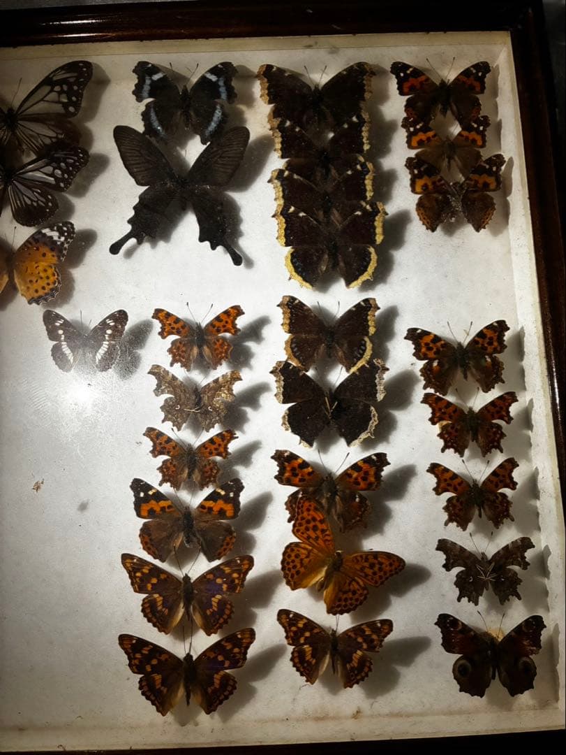 ま*る様 蝶　昆虫　カブトムシ　クワガタなどの標本　３つセット