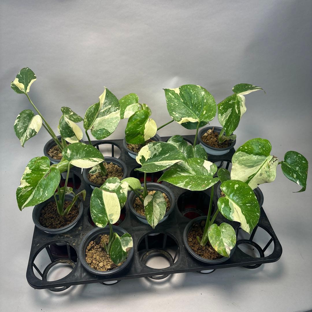 ま*8様 10株セット訳ありa16【特別選抜】モンステラ・タイコンステレーション